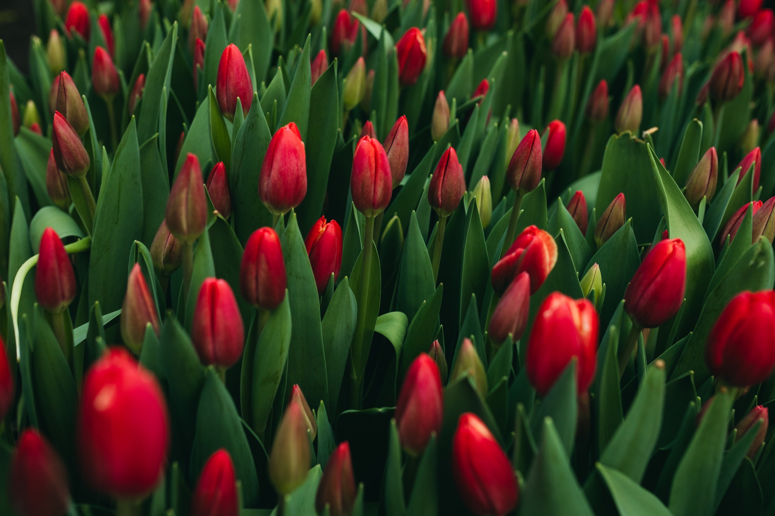 photo-tulips-web-my-tulip-ru (22)