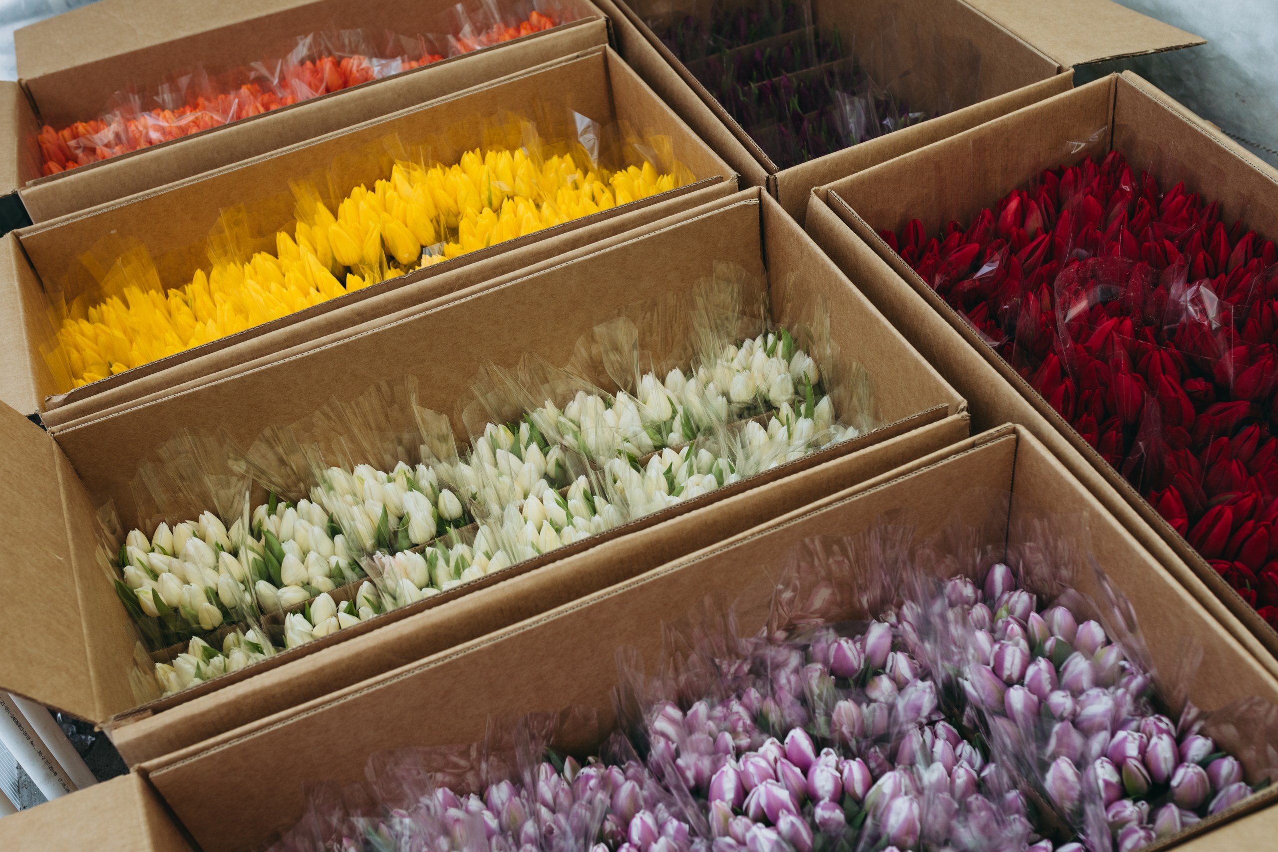 photo-tulips-web-my-tulip-ru (7)